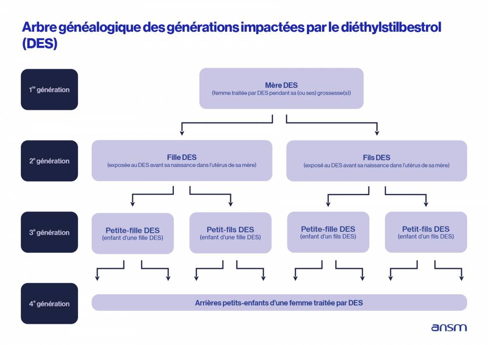 Arbre généalogique des générations impactées par le diéthylstilbestrol