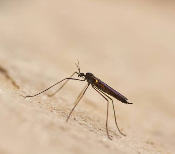 Vaccin contre le chikungunya