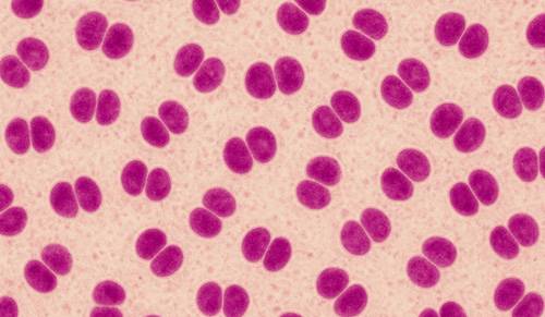 Vaccins contre les méningocoques B et ACWY