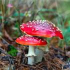 20260703_Mushroom_Freepik