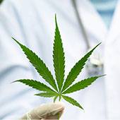 288_Cannabis_medical_Conclusions_CSST_Main_tient_feuille