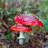 20260703_Mushroom_Freepik