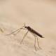 Vaccin contre le chikungunya